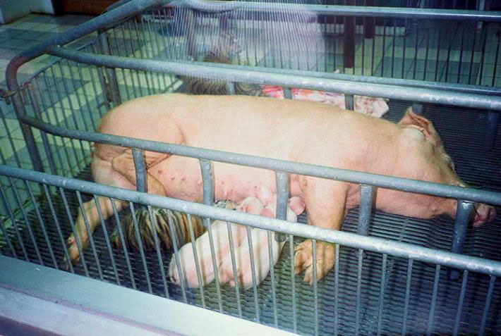 Image of pig-feeding