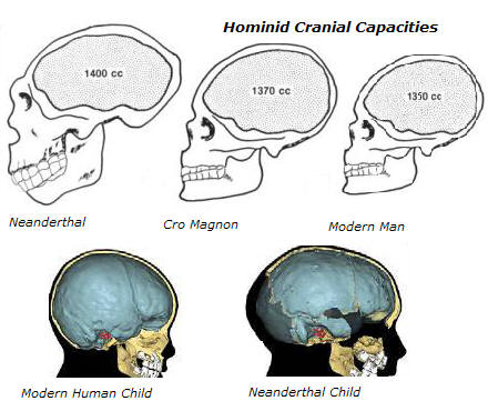 Cro Magnon, Neanderthal and Modern Human Cranial capacities