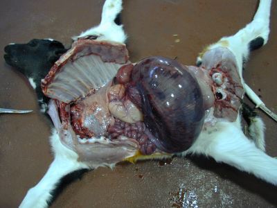 calf with abomasal torsion