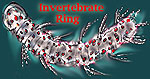 Invertebrate Ring
