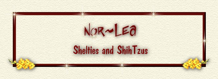 Norlea Shelties in NY