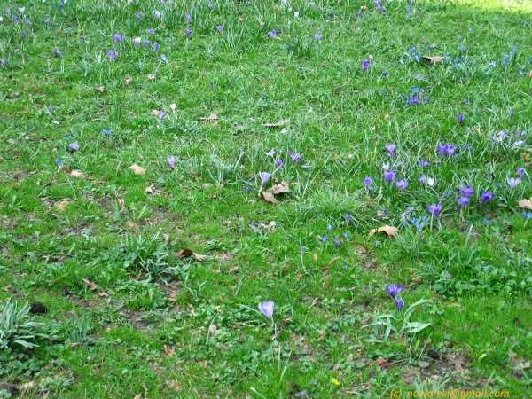 20120323-151320-Baden-Baden-2698.jpg