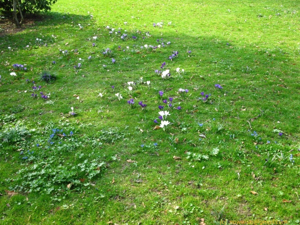 20120323-152006-Baden-Baden-2724.jpg