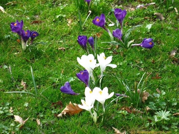 20120323-152018-Baden-Baden-2725.jpg