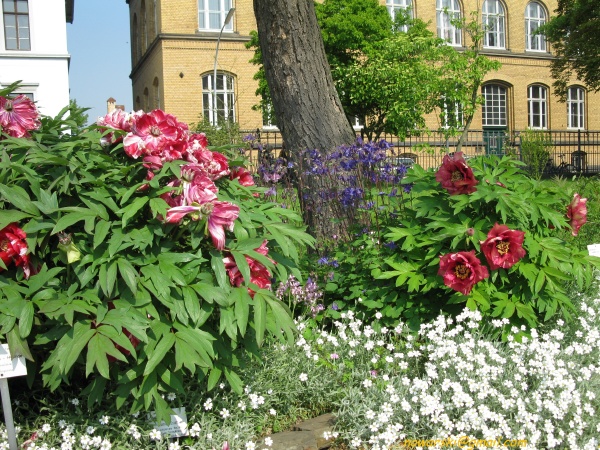 20090501-110410-Bonn-botanic_garden-1012.jpg