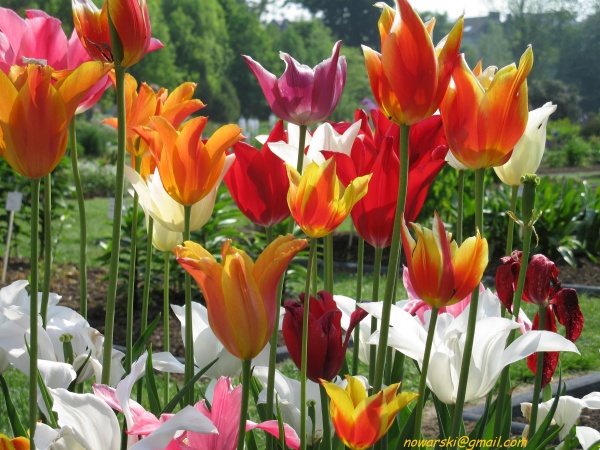 20090501-111036-Bonn-botanic_garden-1022.jpg