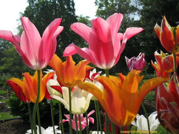 20090501-111102-Bonn-botanic_garden-1024.jpg