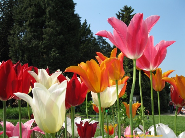 20090501-111124-Bonn-botanic_garden-1026.jpg