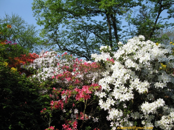 20090501-120328-Bonn-botanic_garden-1035.jpg