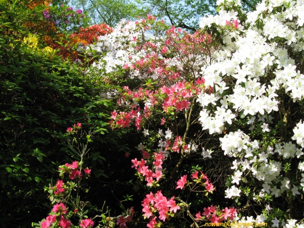 20090501-120350-Bonn-botanic_garden-1036.jpg