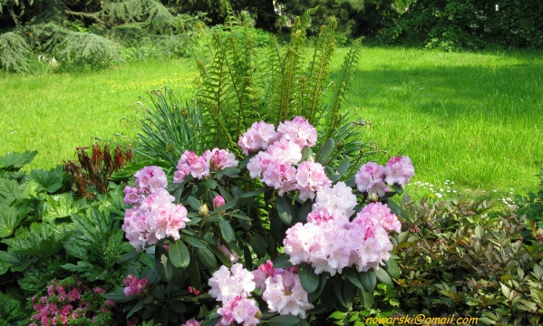 20090501-120452-Bonn-botanic_garden-1038.jpg