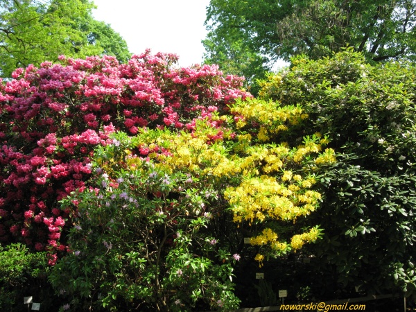 20090501-120706-Bonn-botanic_garden-1047.jpg