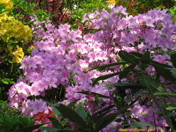 20090501-120808-Bonn-botanic_garden-1049.jpg