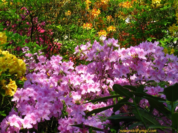 20090501-120820-Bonn-botanic_garden-1050.jpg
