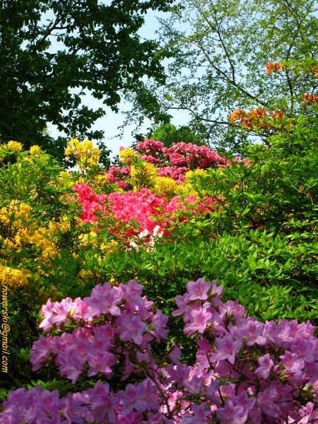 20090501-120950-Bonn-botanic_garden-1052.jpg
