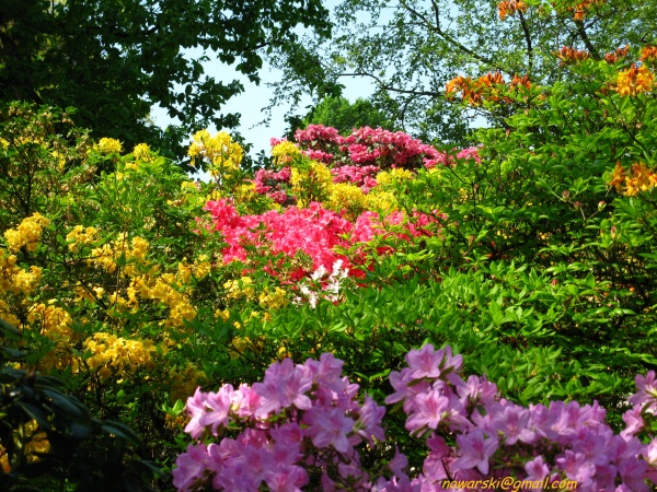 20090501-120956-Bonn-botanic_garden-1053.jpg