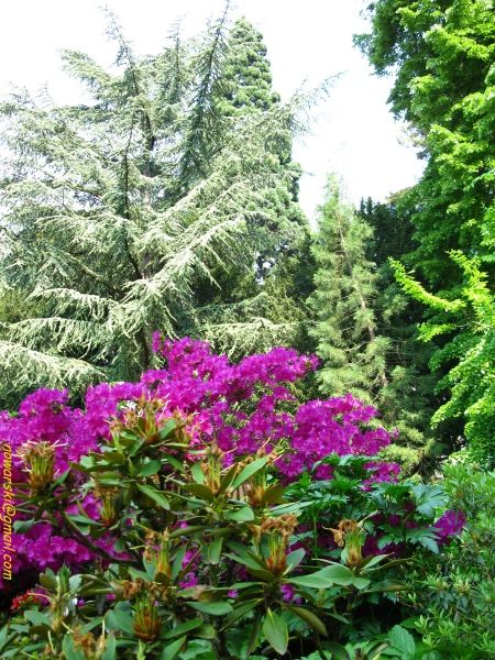20090501-121050-Bonn-botanic_garden-1054.jpg