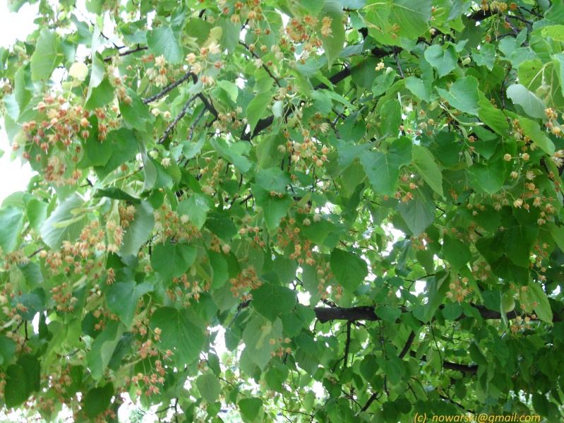 20110617-191724-Bonn-0354.jpg