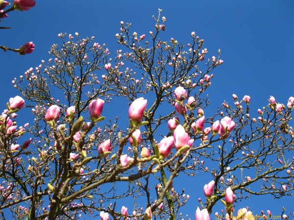 20120326-111942-Dusseldorf-Benrath-2928.jpg