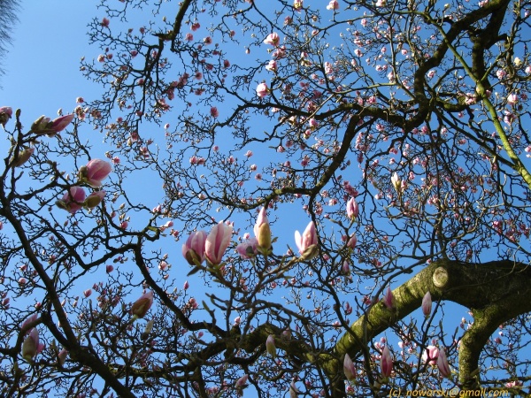 20120326-112056-Dusseldorf-Benrath-2933.jpg