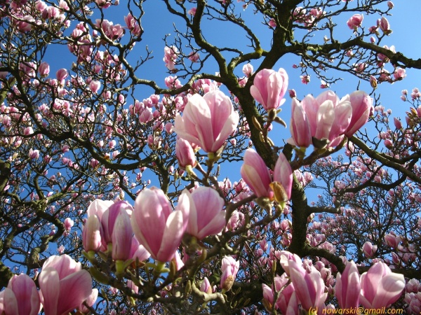 20120326-124628-Dusseldorf-Benrath-2969.jpg