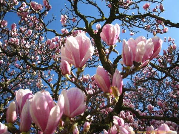 20120326-124636-Dusseldorf-Benrath-2970.jpg