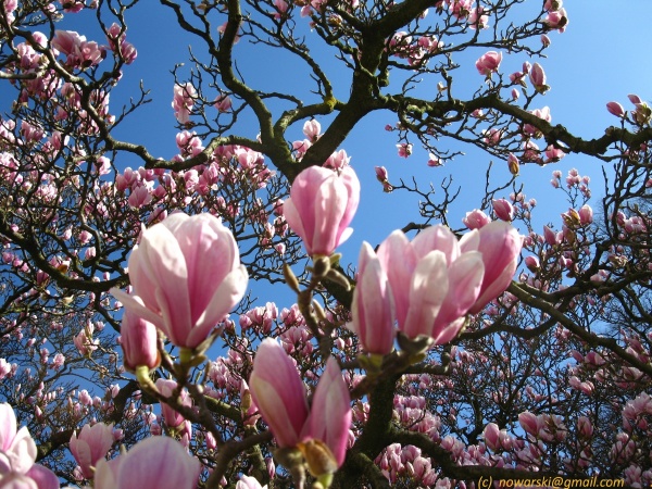 20120326-124640-Dusseldorf-Benrath-2971.jpg