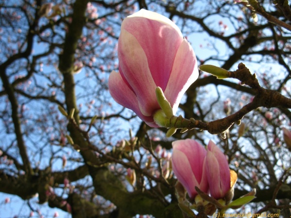 20120326-124652-Dusseldorf-Benrath-2972.jpg