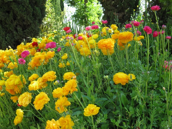 20110424-160856-Jerusalem-Botanic-Garden-8922.jpg