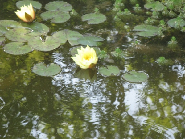 20110424-163812-Jerusalem-Botanic-Garden-8937.jpg