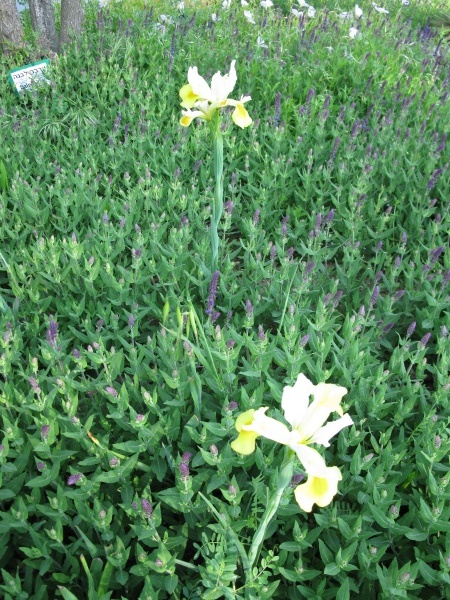20110424-165832-Jerusalem-Botanic-Garden-8951.jpg