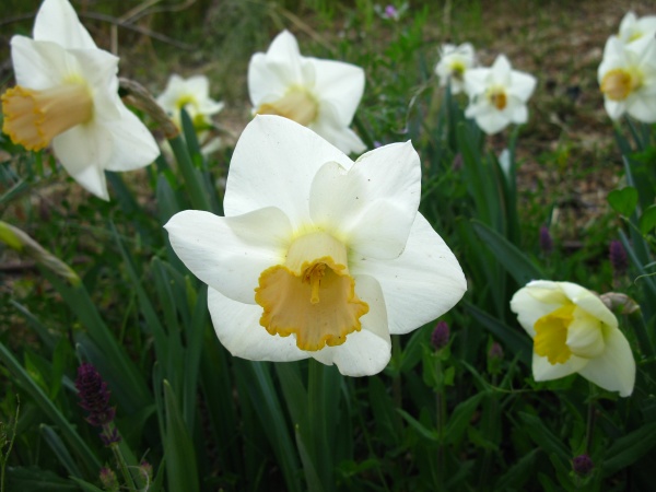 20110424-170028-Jerusalem-Botanic-Garden-8956.jpg