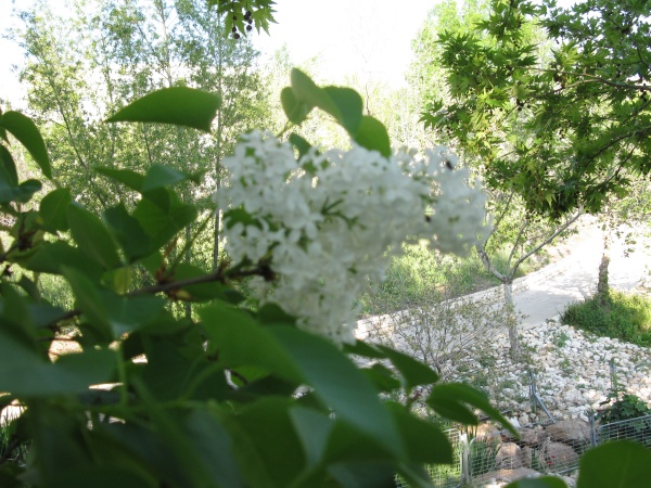 20110424-170404-Jerusalem-Botanic-Garden-8961.jpg