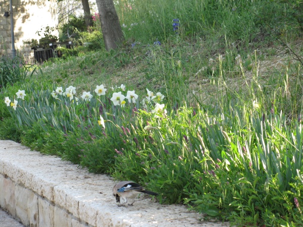 20110424-170752-Jerusalem-Botanic-Garden-8965.jpg