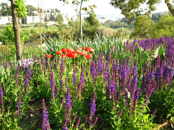 20110424-171502-Jerusalem-Botanic-Garden-8981.jpg