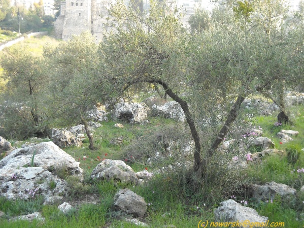 20090312-165116-jerusalem-valley-of-cross-N0112-q.jpg