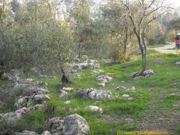 20090312-165128-jerusalem-valley-of-cross-N0113-q.jpg