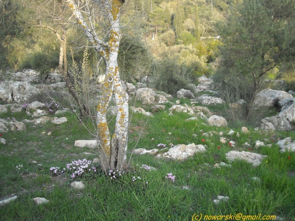 20090312-165242-jerusalem-valley-of-cross-N0118-q.jpg