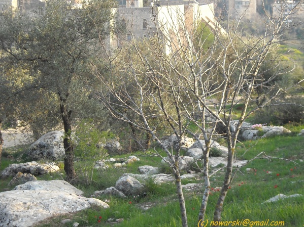 20090312-165502-jerusalem-valley-of-cross-N0122-q.jpg