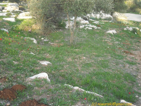 20090312-165554-jerusalem-valley-of-cross-N0124-q.jpg