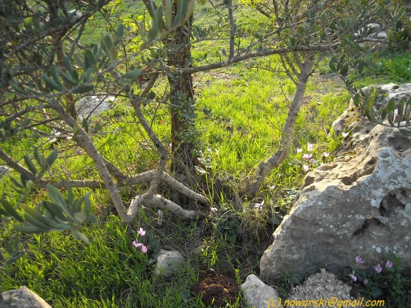 20090312-170136-jerusalem-valley-of-cross-N0140-q.jpg