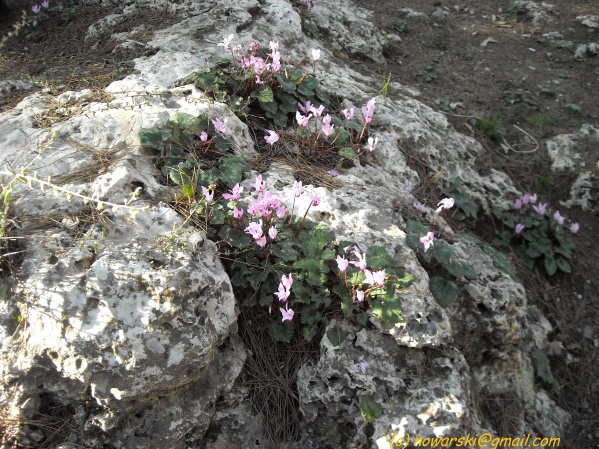 20090317-155956-jerusalem-valley-of-cross-N0215-q.jpg