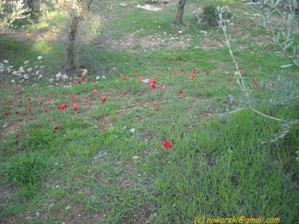 20090317-160126-jerusalem-valley-of-cross-N0219-q.jpg