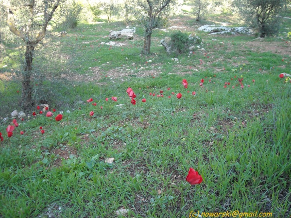 20090317-160144-jerusalem-valley-of-cross-N0221-q.jpg