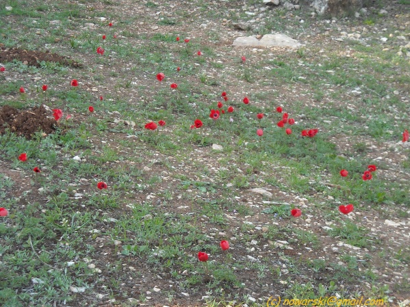 20090317-160236-jerusalem-valley-of-cross-N0224-q.jpg