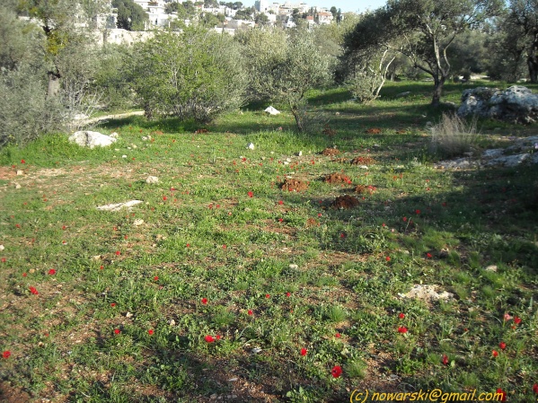 20090317-160358-jerusalem-valley-of-cross-N0231-q.jpg