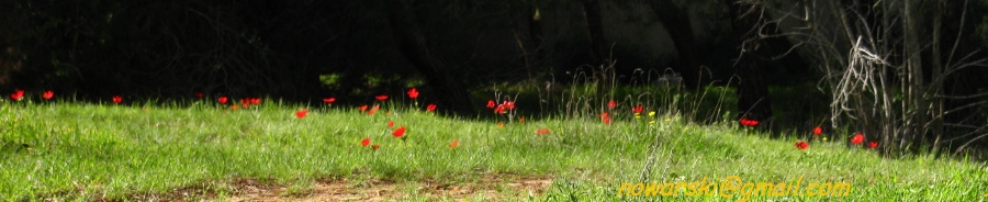 20110305-140630-Valley-of-the-Cross-7557-2.jpg