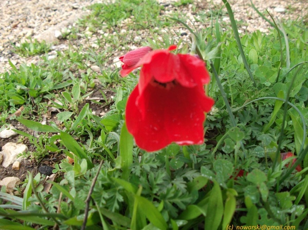 20120128-140530-jerusalem-valley-of-the-cross-2690.jpg