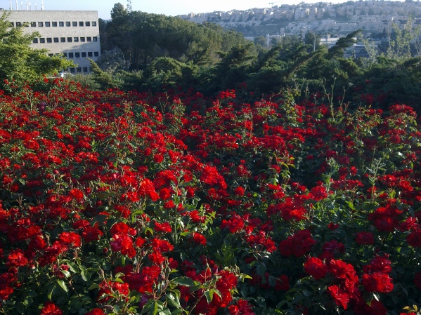 20110511-152722-Jerusalem-University-E0340.jpg