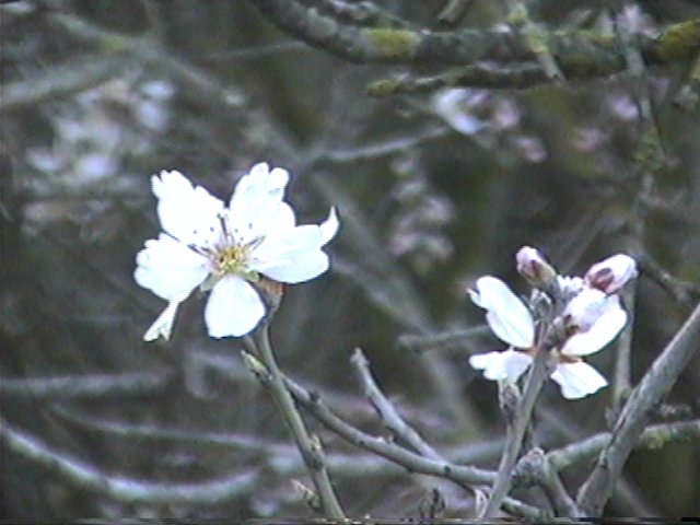 19990212-Jerusalem-Forest-04.jpg